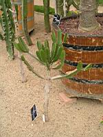 Euphorbe - Euphorbia Triangularis (fam Euphorbiacees) (Afrique du sud) (01) (Photo F. Mrugala)